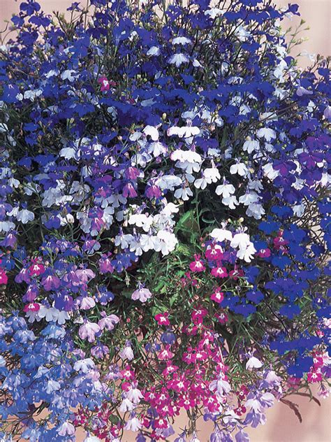 Oderings Garden Centre Boxlot Lobelia Colour Cascade