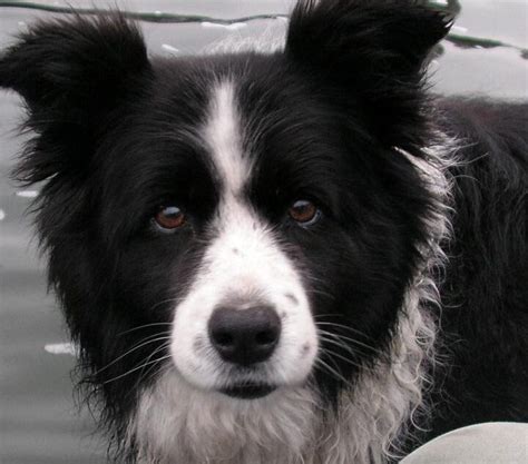 C Mo Cuidar A Un Border Collie Vimar Alfambra