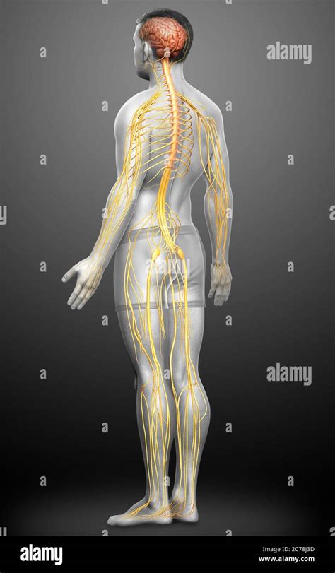 3d Rendered Medically Accurate Illustration Of A Male Nervous System