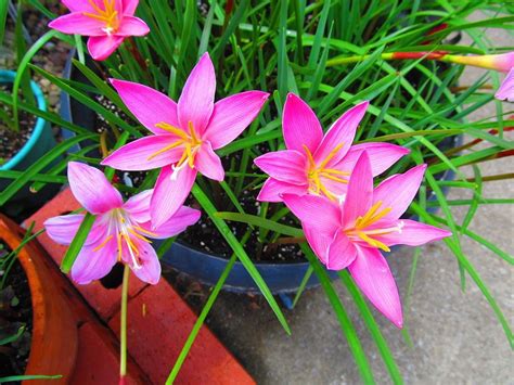 Rain Lilies: Plant Care and Collection of Varieties - Garden.org