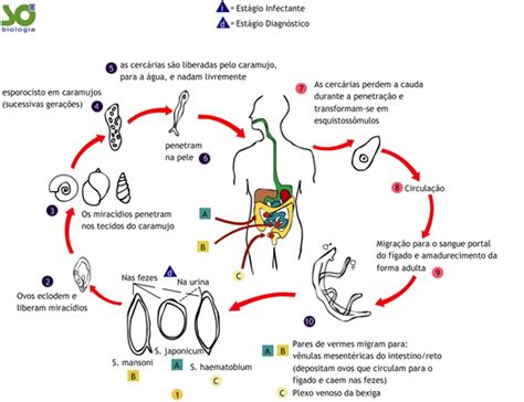 Ciclo Biologico Da Esquistossomose - Ciclo da Esquistossomose - Só Biologia