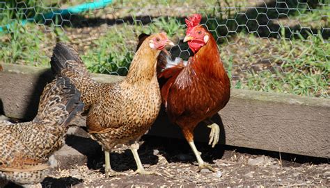 The Top Chicken Breeds That Lay White Eggs