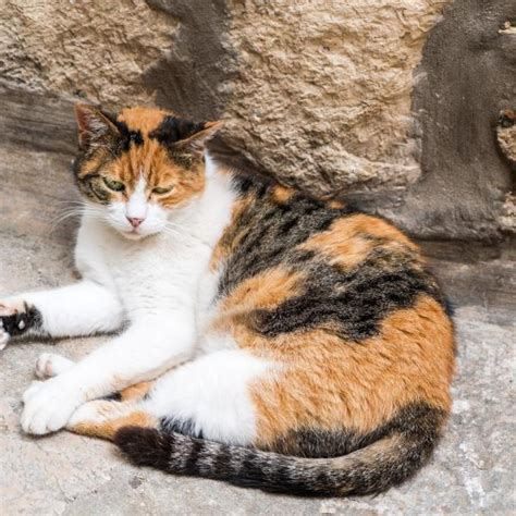 All You Need To Know About Types Of Calico Cats, 41% OFF