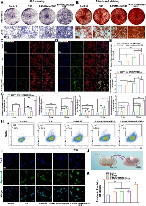 Osteogenic Differentiation Effects Of The Rsf Based Hydrogel Samples On