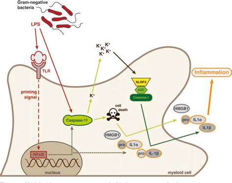 Figure 1 From Determining The Requirement Of Caspase 1 Catalytic