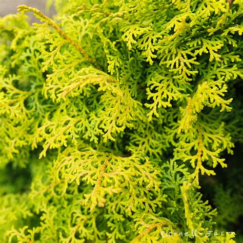 Chamaecyparis O Melody Hinoki Cypress 3gal Cornell Farm