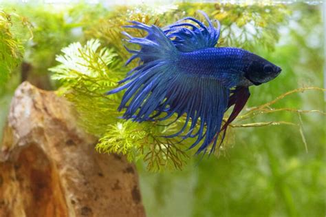 Can Betta Fish Safely Live With Guppies In The Same Tank