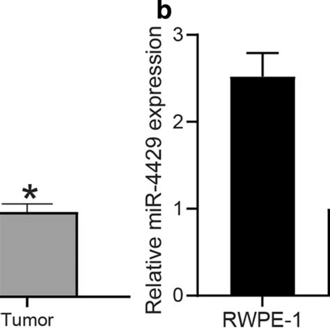 Mir 155 Is Induced By Inflammatory Cytokines And Tlr3 Activation A