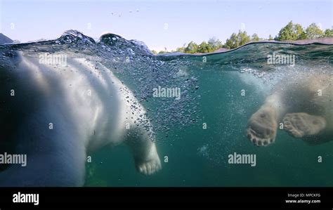 Two polar bear swimming underwater Stock Photo - Alamy