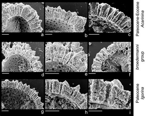 Pores In Cross Section Pore Edges Have Been Retouched To Show Their