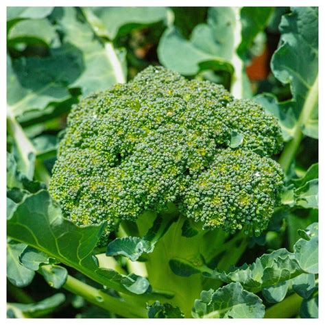 Everwilde Farms 1 4 Lb Green Sprouting Calabrese Broccoli Seeds Gold Vault Bulk Seed Packet