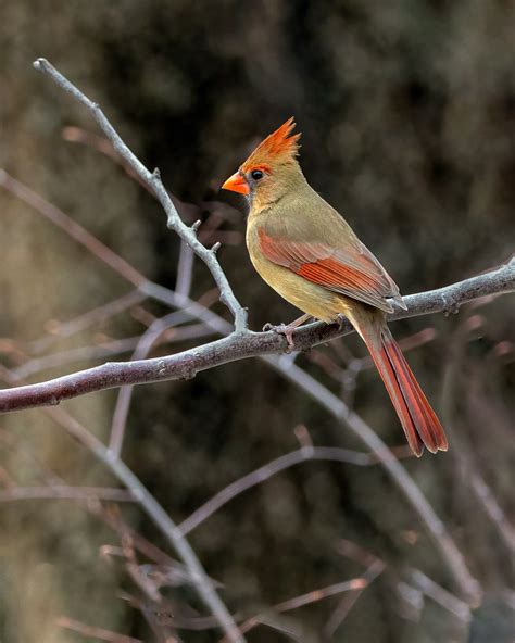 U A Female Northern Cardinal The Bright Red Male No Flickr