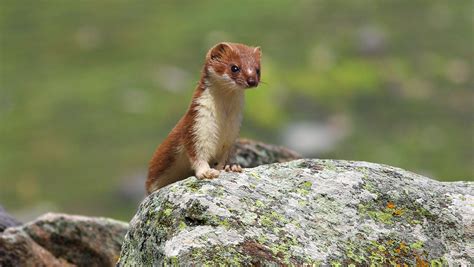 weasel word