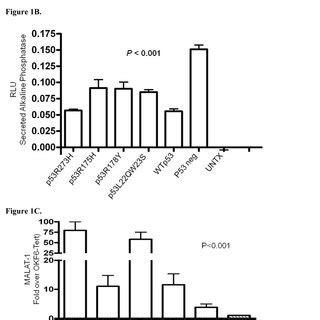 Model Of MALAT 1 Regulation Including Predicted MiRNA At The 3 2 End Of