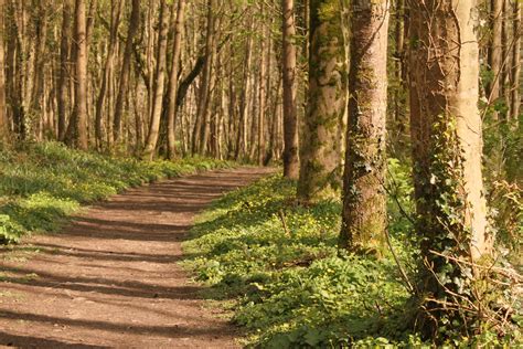 La Vie En Rose A Woodland Walk