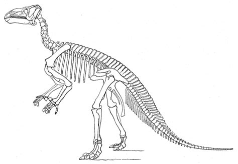 Dinosaur Skeleton Anatomy- skull Diagram | Quizlet