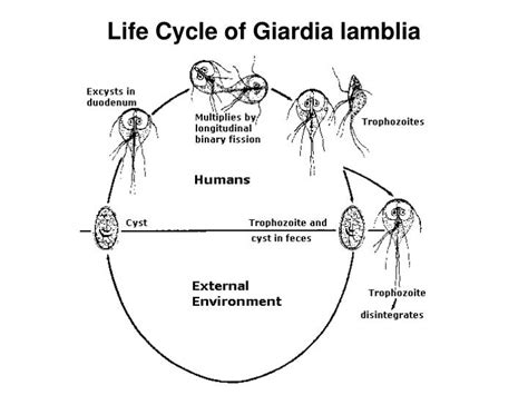 Life Cycle Of Giardia Lamblia