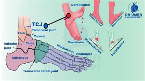 Mobilization Of Ankle And Foot Archives Dr Umer Physiotherapy