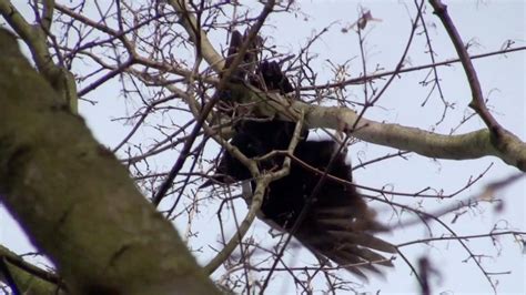 Waitthe Birds Stuck In A Tree Rtm Rightthisminute