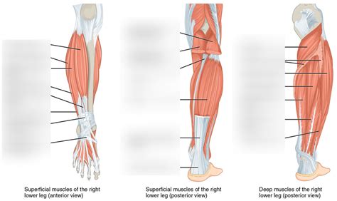 Muscles that move the Foot Diagram | Quizlet