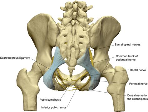 Pelvic Anatomy Posterior View Pelvis Pelvis Anatomy Hip Anatomy Medical