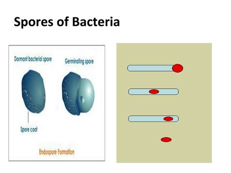 Ppt Bacterial Structure Function And Genetics Powerpoint Presentation