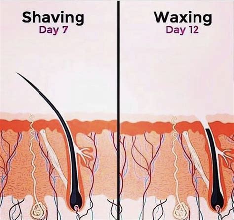 Waxing Vs Shaving Waxing Pre And Post Greatful