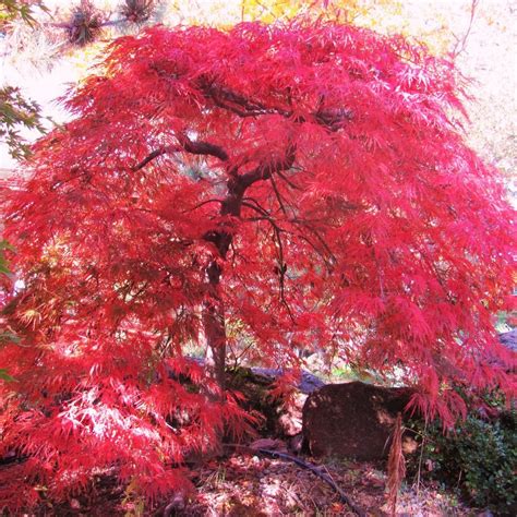 Lace Leaf Japanese Maple Acer Palmatum Dissectum Tree Seed Fall Color Bonsai 10 Seeds