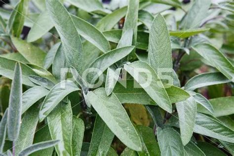 Aromatic Common Sage Salvia Officinalis Leaves Growing In A Herb Garden