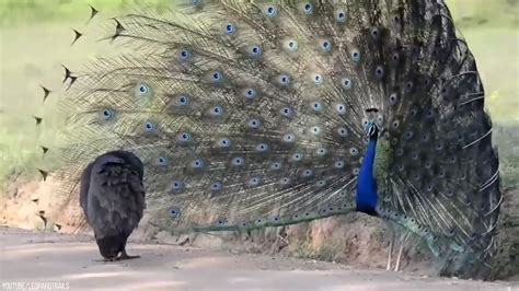 25 Birds With The Best Mating Dances In The - One News Page VIDEO