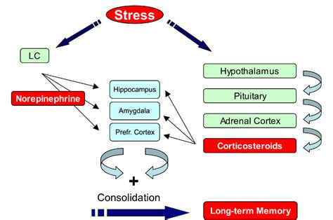 Figure From Frontiers In Synaptic Neuroscience Synaptic Neuroscience