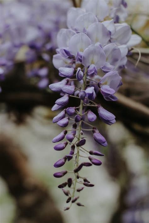 Chinese Wisteria Flowers · Free Stock Photo