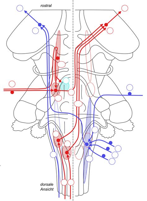 Nervensystem Hirnstamm Und Hirnnerven Sensible Und Vegetative