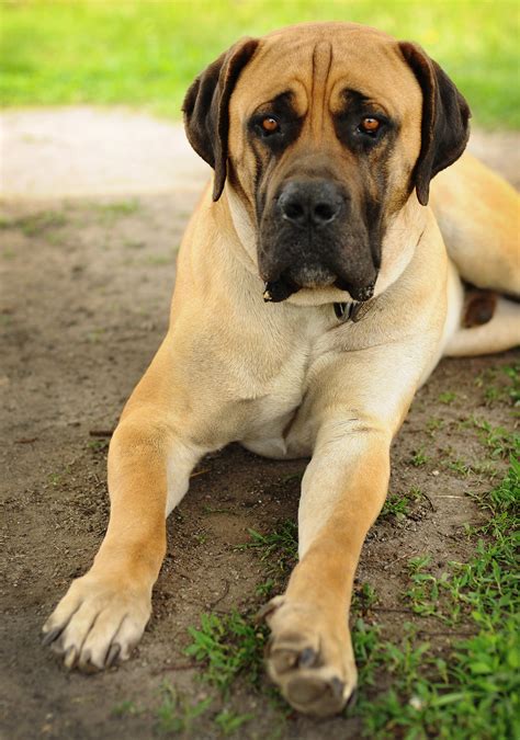 African Mastiff Dog - Profile | Facts | Traits | Profile - DogDwell