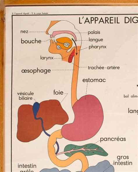 Anatomie Corps humain Vintage Affiche scolaire double face d école