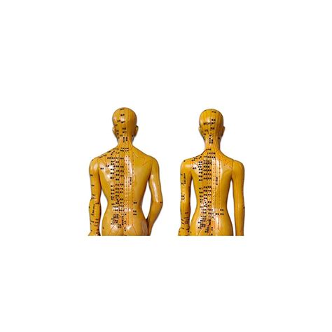 FHUILI 60CM Human Body Meridian Acupoint Model Ubuy India