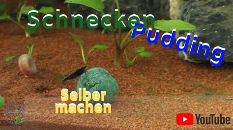 Schnecken Pudding Schnecken Futter Selber Machen Youtube