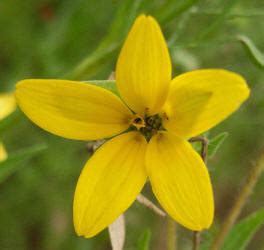 Small Petal Yellow Flower Best Flower Site