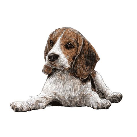 Beagle Stock Illustrations 9865 Beagle Stock Illustrations Vectors