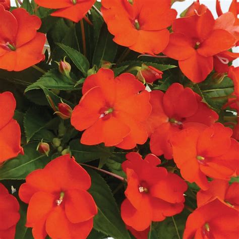 Sunpatiens® Compact Electric Orange Impatiens X Hybrida Proven Winners