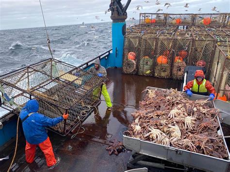 Alaska S Snow Crabs Have Disappeared Where They Went Is A Mystery