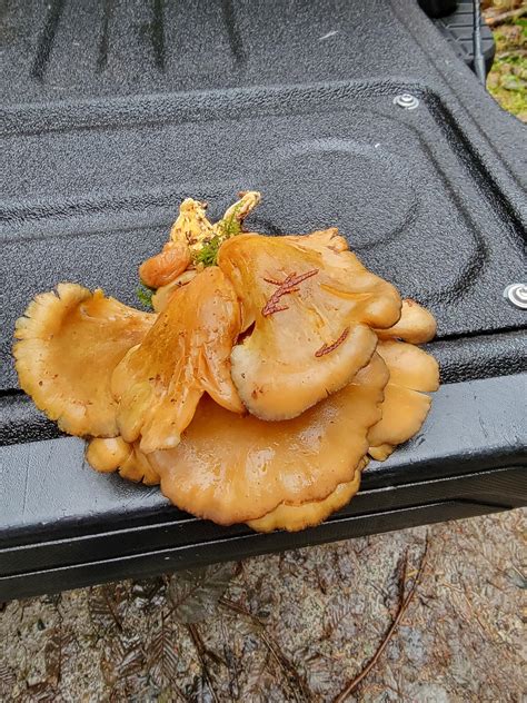 Are these oysters and safe to eat? : r/Mushrooms