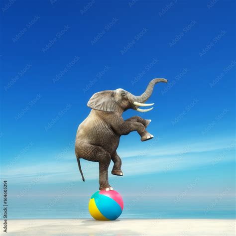 An elephant on a beach ball Stock Illustration | Adobe Stock