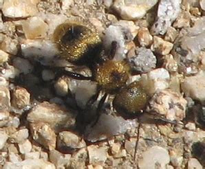 Velvet Ant Dasymutilla Aureola Bugguide Net