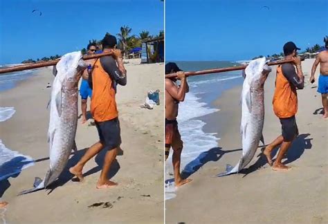 Captura De Peixes Mais De 100kg Concurso Da Alepi Estoques