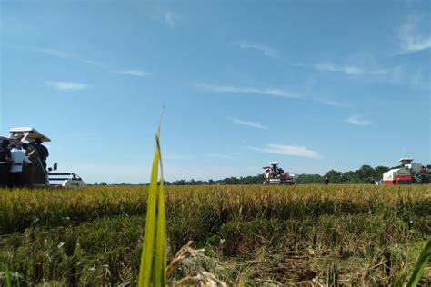 Pemkab Purwakarta Mempertahankan Produktivitas Padi Terancam El Nino