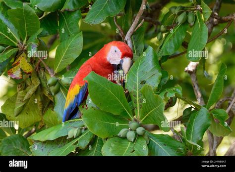 A Scarlet Macaw Ara Macao Eating Nuts From A Beach Almond Tree