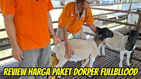 Review Harga Domba Dorper Fullbllood Dan Paket Breeding Murah Domba