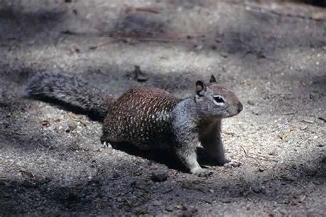 California Ground Squirrel | Wildlife Journal Junior