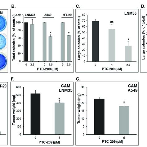 Effect Of Ptc 209 On The Tri Dimension Colonies Growth And On Tumor